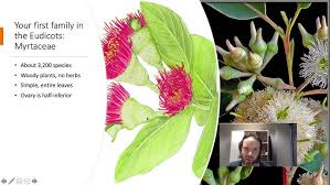 Image result for Myrtaceae