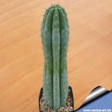 What is san pedro cactus? Trichocereus Pachanoi Syn Echinocereus Pachanoi