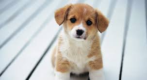 Check spelling or type a new query. 55 Dogs Rescued From Suspected Puppy Mill In North Carolina Us