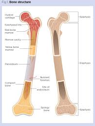 The stability of a compact bone is achieved through continuously repeating units, the osteons, which consist of a central canal with arranged. Skeletal System 1 The Anatomy And Physiology Of Bones Nursing Times