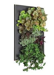 Free shipping on diy moss items. Black Framed Grovert Living Wall Kit Edible Walls