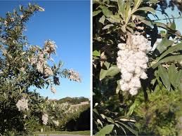 Image result for Tarchonanthus camphoratus