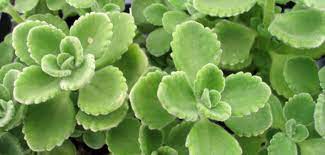 It's been called puerto rican oregano, indian borage, mexican mint but the best use of fresh cuban oregano is in caribbean recipes. How To Grow And Care For Cuban Oregano Plectranthus Amboinicus World Of Succulents