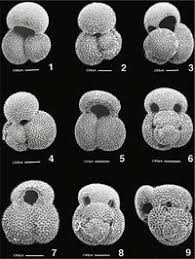 Image result for Globimetula rubripes