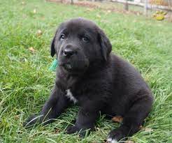 Thinking about getting a newfoundland mix? Frank Martin Of Course Newfoundland Lab Mix Puppy For Sale In Pottstown Pa Happy Valentines Day Happyvalentinesday2016i