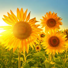 The blooms come in late spring to early summer. Saying It With Yellow Flowers