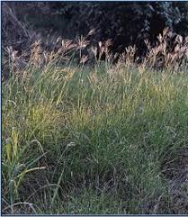 Image result for Bothriochloa radicans