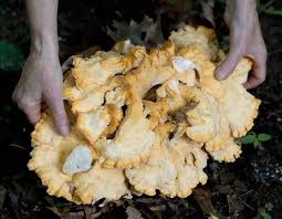 Sending out of ukraine is carried out by «ukrposhta». Pale Chicken Of The Woods Missouri Department Of Conservation