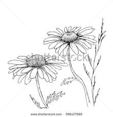 Chamomile Hand Drawn Flowers Background Vector Flowers Illustration Ink Drawing Flowers Contour Pencil Dr Flower Drawing Flower Illustration Flower Sketches