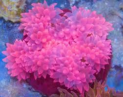 There are a number of bubble anemone, the rose bubble, rainbow bubble, snowflake bubble, and colored bubble anemone. Bubble Tip Anemone Entacmaea Quadricolor Care Tank Setup Host Reproduction The Aquarium Club