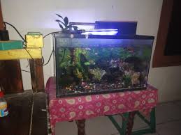 Aigo' aquarium ikan hias lamongan. Jual Aquarium Bekas Beserta Isi Dan Ikannya Perlengkapan Hewan Aksesoris Hewan Di Carousell