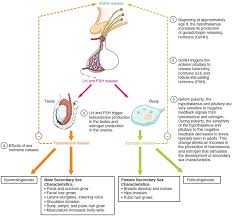 Development Of The Male And Female Reproductive Systems