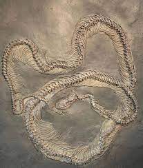 Giant Snake Fossil Eocene 48 Million Years Old Messel Museum Southern Germany Fossil Bones Prehistoric Animals Dinosaur Fossils
