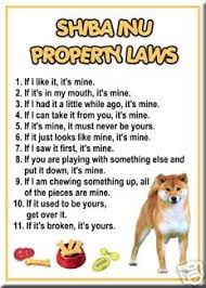 Shiba Inu Property Laws So True Boxer Dogs Funny Boxer Dog Quotes Funny Boxer