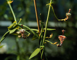 Image result for Ceropegia haygarthii