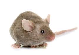 Free for commercial use no attribution required high quality images. Mouse Genetics Shape The Gut Microbiome More Than Their Environment The Scientist Magazine