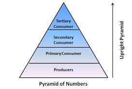 Biology Ecosystem Energy Flow Uncommon Ecosystem Pyramid Diagram