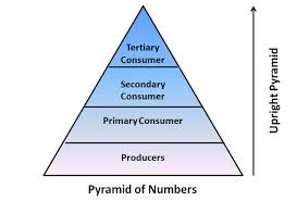 biology ecosystem energy flow uncommon ecosystem pyramid diagram