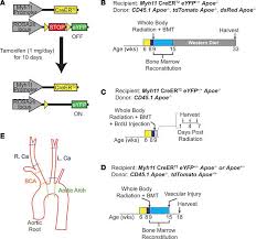Nestin is an intermediate filament protein expressed mainly in radial glia and neural stem cells during development. Jci Insight Irradiation Abolishes Smooth Muscle Investment Into Vascular Lesions In Specific Vascular Beds