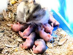 What The Pets What Do Baby Hamsters Eat