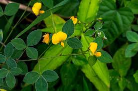 Image result for Aneilema dregeanum
