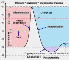 Potentiels membranaires : potentiel d'action (décours et propriétés)
