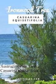 Casuarina Equisetifoliacasuarina Australian Pine Tree Is A Popular Beach Tree In The Tropics Unique Needles It Provides Sh Australian Trees Beauty Bush Tree