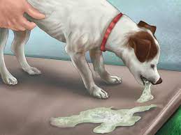 die korpertemperatur eines hundes ohne thermometer bestimmen hunde gesunde hunde hunde erziehen