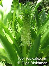 Image result for Eucomis autumnalis