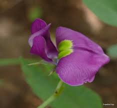 Image result for Otoptera