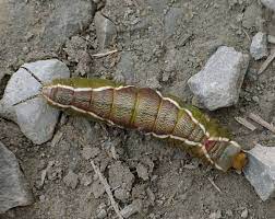 I found an orange caterpillar with a football lace like black stripe all the way down it's body with little white pin point dots around it can you help me identify it? Moth Puss Moth Wild Flower Finder