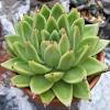 Feb 12, 2017 · echeveria subrigida. 1