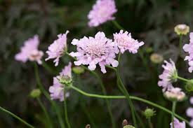 Image result for Scabiosa columbaria