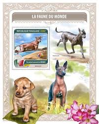 They are relatively unique and one of the. Tg16416b Fauna Of The World National Animal Of Mexico Xoloitzcuintli National Animal Xoloitzcuintli Animals