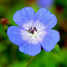 Image result for Geranium