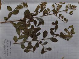 Image result for Phyllanthus reticulatus