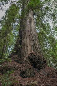 A Once Secret Redwoods Reserve Will Soon Be Open To The Public Muir Woods National Monument Redwood Muir Woods