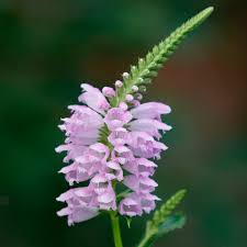 Image result for Fuerstia angustifolia