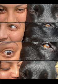 Honey German Shepherd Puppy