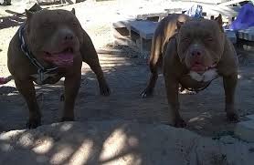 The teacup pitbull puppies have become so popular in recent years. 1 Ukc Registered Purple Ribbon Xl Bully Pitbull Puppies Cars Trucks For Sale Phoenix Az Shoppok