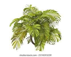 Image result for Cucumis engleri