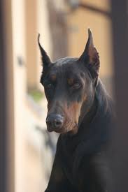 Tpm8.2e la ) не настраиваются радиоканалы philips 32pfl6605h/60 (шасси: Eva Il Nostro Primo Cane Era Una Femmina Di Dobermann Vissuta Per 12 Anni L Equilibrio L Eleganza E La Forza Di Un Animale Che Ci Ha Reso Per Tutto Q Hunde