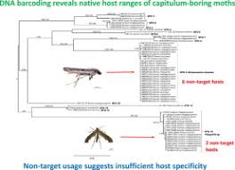 Image result for Senecio polyanthemoides