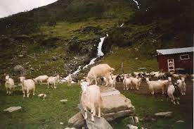 Svartskogen härrör främst från granar och tallar, från dess mörka utseende av dessa barrträd när de ses från. Svartskogen Cahput Nordlige Folk