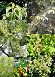 Image result for Premna velutina