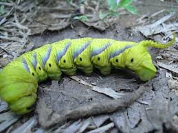 360 pest control is an authorized dow sentricon® specialist. Moth Wikipedia