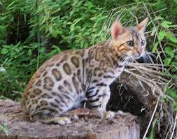 A cat owner in california kept a female asian leopard with a male domestic. Enchantedtails Bengal Cats Home Facebook