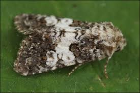 Image result for Hadena compta