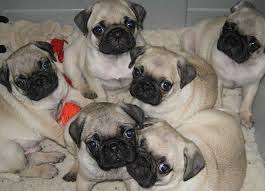 Black And Tan Pug Puppies This Is What I Would Have If I Had Time And Room To Do It Pug Puppies For Sale Pug Puppies Pugs