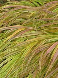 Image result for Microchloa afra